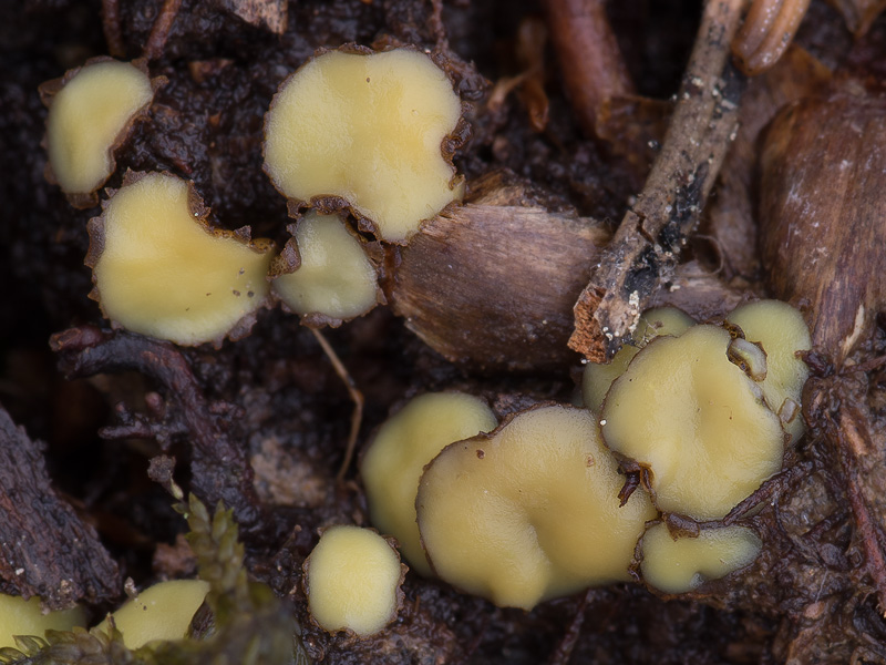 Podophacidium xanthomelum